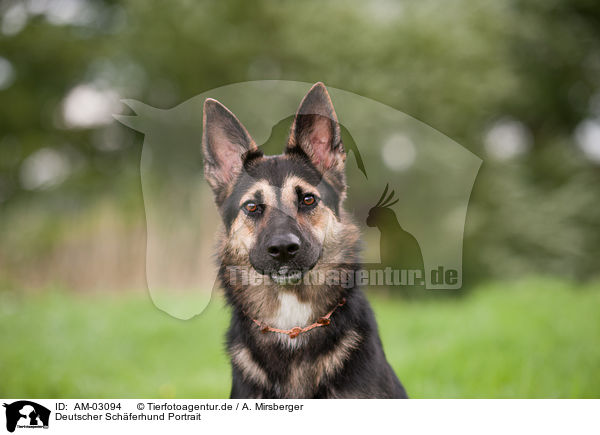 Deutscher Schferhund Portrait / German Shepherd Portrait / AM-03094