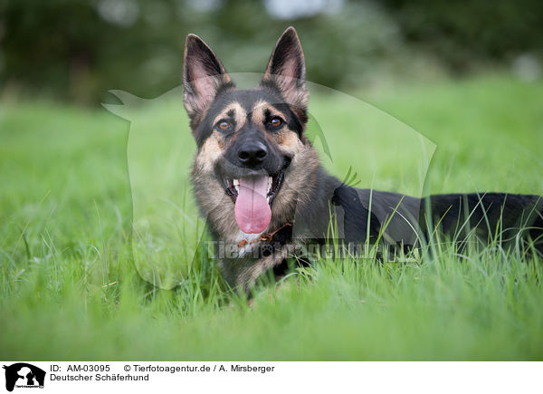 Deutscher Schferhund / German Shepherd / AM-03095