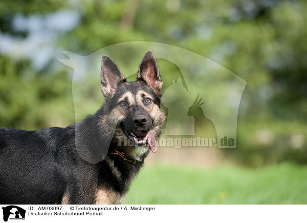 Deutscher Schferhund Portrait / German Shepherd Portrait / AM-03097