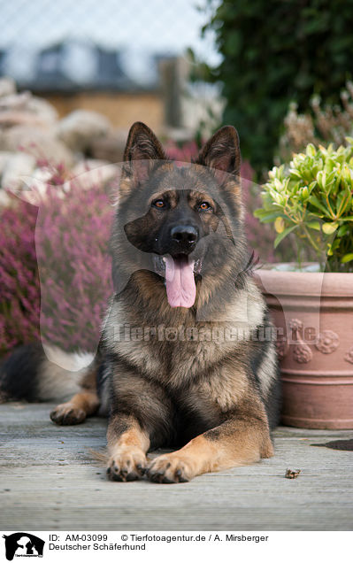 Deutscher Schferhund / German Shepherd / AM-03099