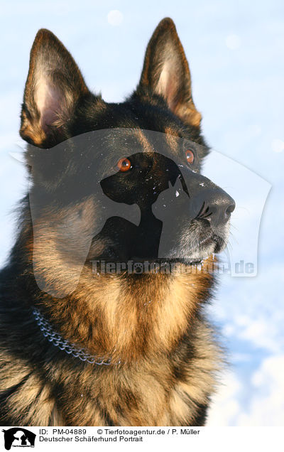 Deutscher Schferhund Portrait / German Shepherd Portrait / PM-04889