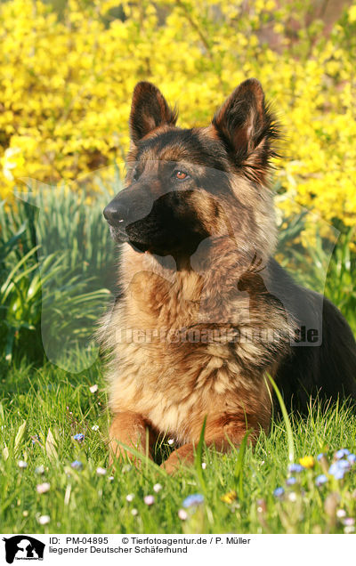 liegender Deutscher Schferhund / lying German Shepherd / PM-04895