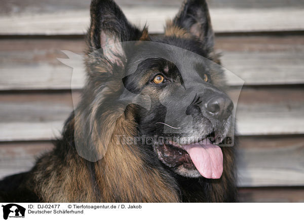 Deutscher Schferhund / german shepherd / DJ-02477