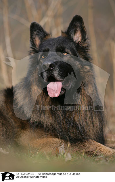 Deutscher Schferhund / german shepherd / DJ-02482