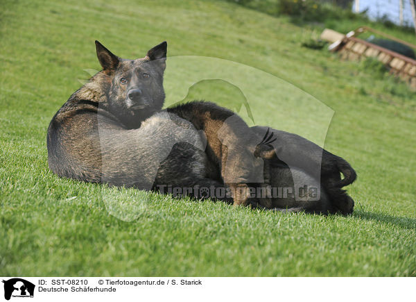 Deutsche Schferhunde / German Shepherds / SST-08210