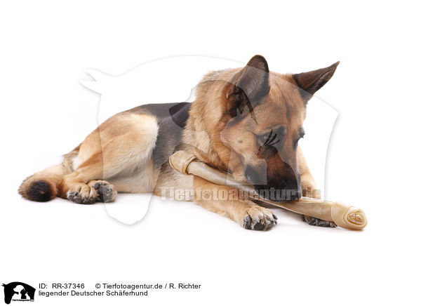 liegender Deutscher Schferhund / lying German Shepherd / RR-37346