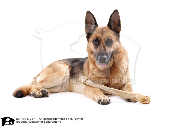 liegender Deutscher Schferhund / lying German Shepherd / RR-37347