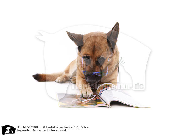 liegender Deutscher Schferhund / lying German Shepherd / RR-37369