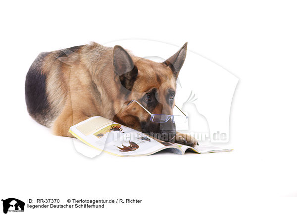 liegender Deutscher Schferhund / lying German Shepherd / RR-37370