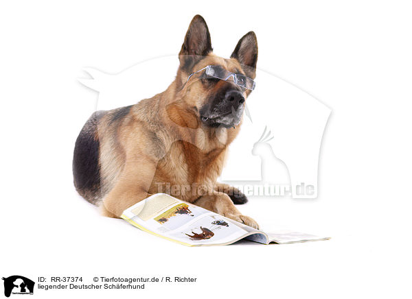 liegender Deutscher Schferhund / lying German Shepherd / RR-37374
