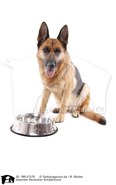 sitzender Deutscher Schferhund / sitting German Shepherd / RR-37376