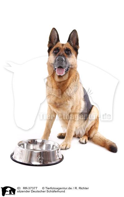 sitzender Deutscher Schferhund / sitting German Shepherd / RR-37377