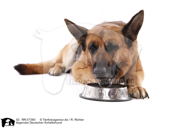 liegender Deutscher Schferhund / lying German Shepherd / RR-37380