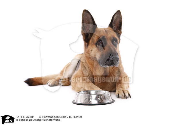 liegender Deutscher Schferhund / lying German Shepherd / RR-37381