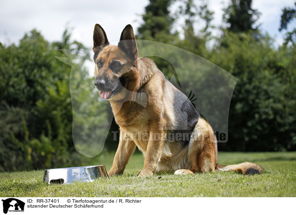 sitzender Deutscher Schferhund / sitting German Shepherd / RR-37401