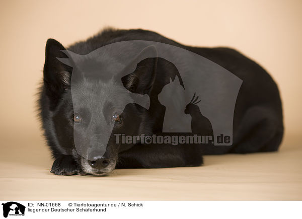 liegender Deutscher Schferhund / NN-01668