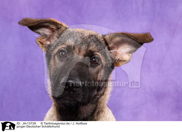 junger Deutscher Schferhund / young German Shepherd / JH-13726