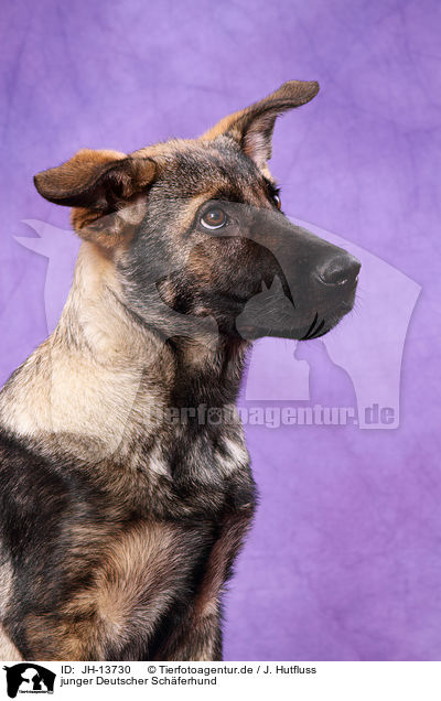 junger Deutscher Schferhund / young German Shepherd / JH-13730