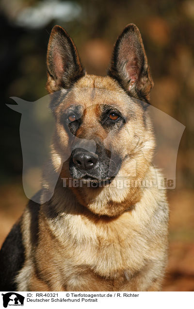 Deutscher Schferhund Portrait / RR-40321