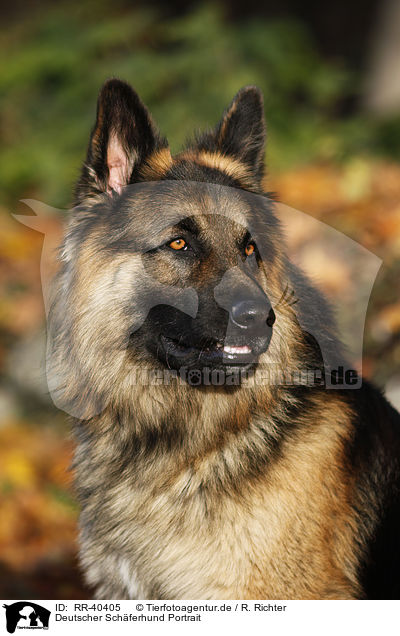 Deutscher Schferhund Portrait / German Shepherd Portrait / RR-40405