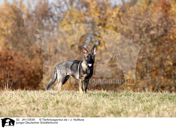 junger Deutscher Schferhund / young German Shepherd / JH-13939