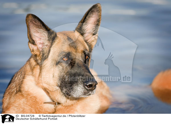 Deutscher Schferhund Portrait / German Shepherd Portrait / BS-04728