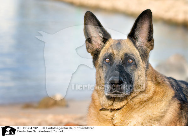 Deutscher Schferhund Portrait / German Shepherd Portrait / BS-04732