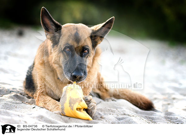 liegender Deutscher Schferhund / lying German Shepherd / BS-04736