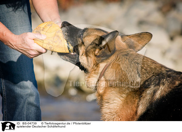 spielender Deutscher Schferhund / playing German Shepherd / BS-04739