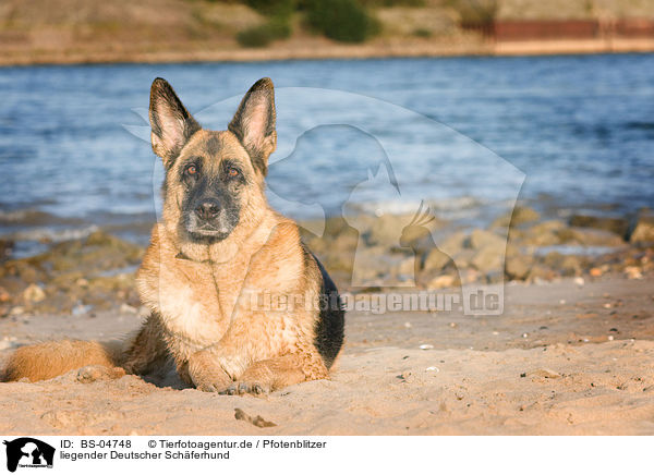 liegender Deutscher Schferhund / lying German Shepherd / BS-04748