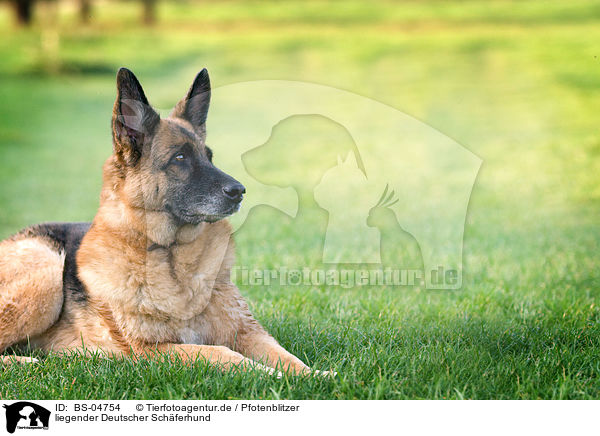liegender Deutscher Schferhund / lying German Shepherd / BS-04754