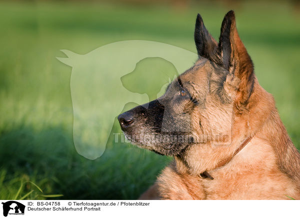 Deutscher Schferhund Portrait / German Shepherd Portrait / BS-04758