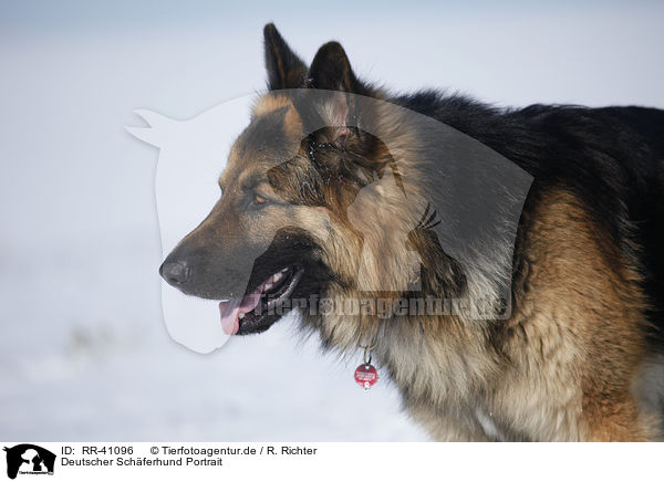 Deutscher Schferhund Portrait / German Shepherd Portrait / RR-41096