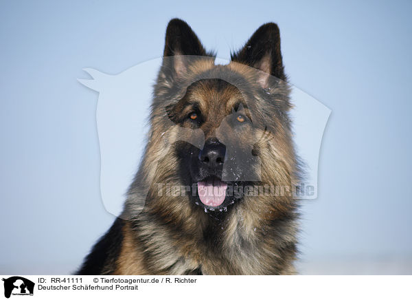 Deutscher Schferhund Portrait / German Shepherd Portrait / RR-41111
