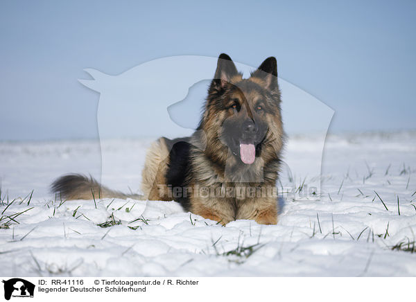 liegender Deutscher Schferhund / lying German Shepherd / RR-41116