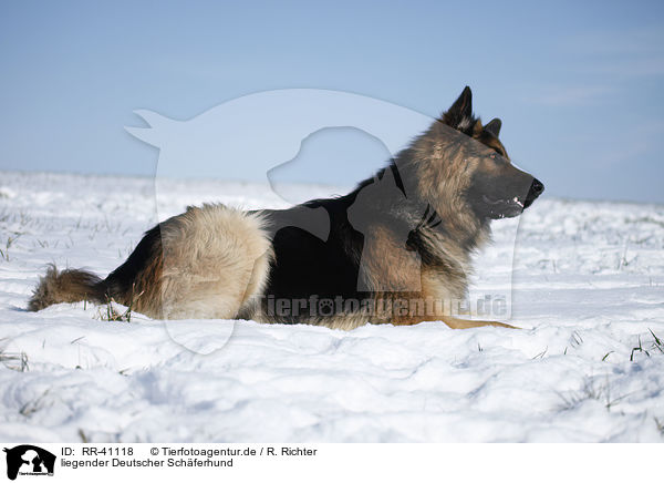 liegender Deutscher Schferhund / lying German Shepherd / RR-41118
