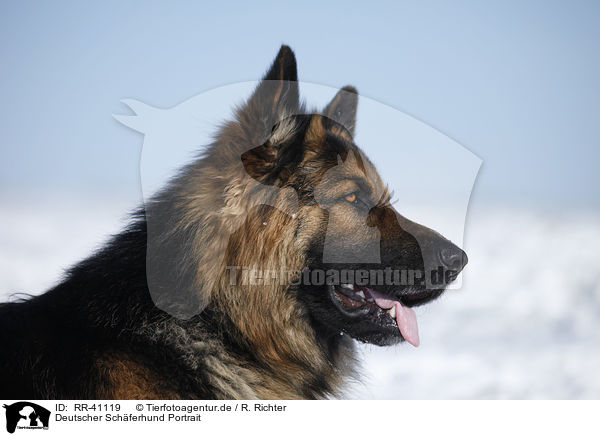 Deutscher Schferhund Portrait / German Shepherd Portrait / RR-41119