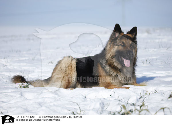 liegender Deutscher Schferhund / lying German Shepherd / RR-41120