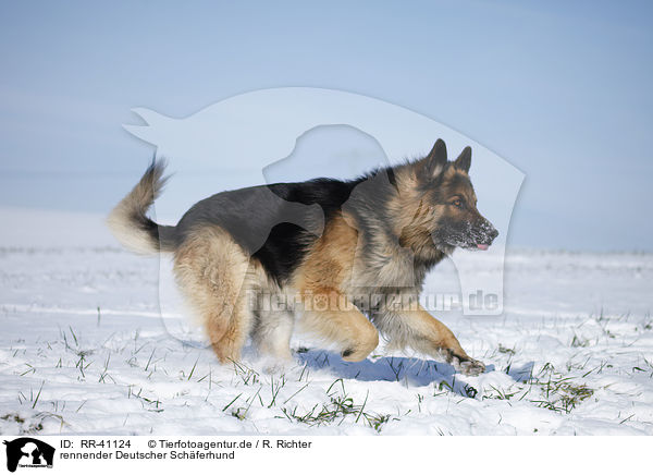 rennender Deutscher Schferhund / running German Shepherd / RR-41124