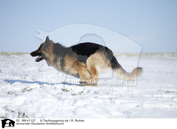 rennender Deutscher Schferhund / running German Shepherd / RR-41127