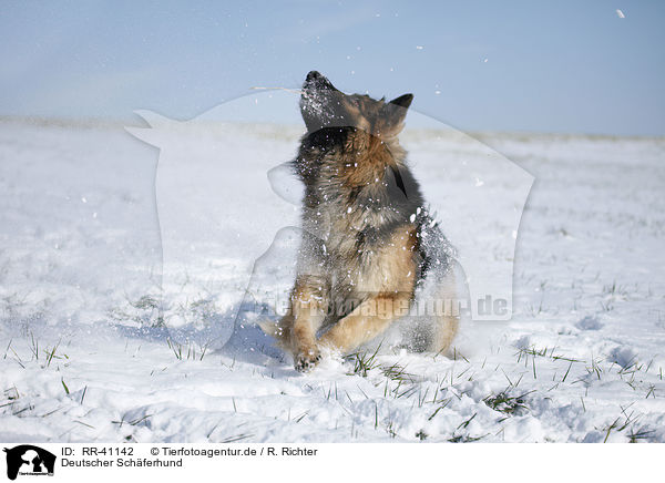 Deutscher Schferhund / German Shepherd / RR-41142