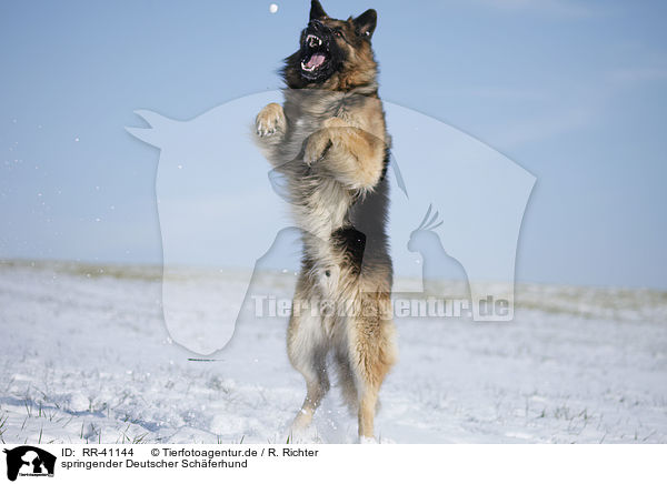 springender Deutscher Schferhund / jumping German Shepherd / RR-41144