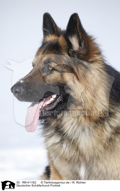 Deutscher Schferhund Portrait / German Shepherd Portrait / RR-41162