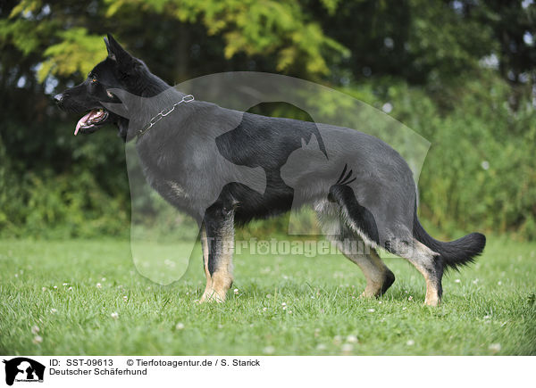Deutscher Schferhund / German Shepherd / SST-09613