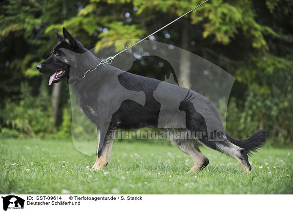Deutscher Schferhund / German Shepherd / SST-09614