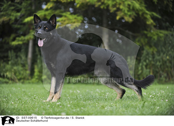 Deutscher Schferhund / German Shepherd / SST-09615