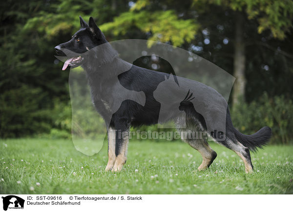 Deutscher Schferhund / German Shepherd / SST-09616