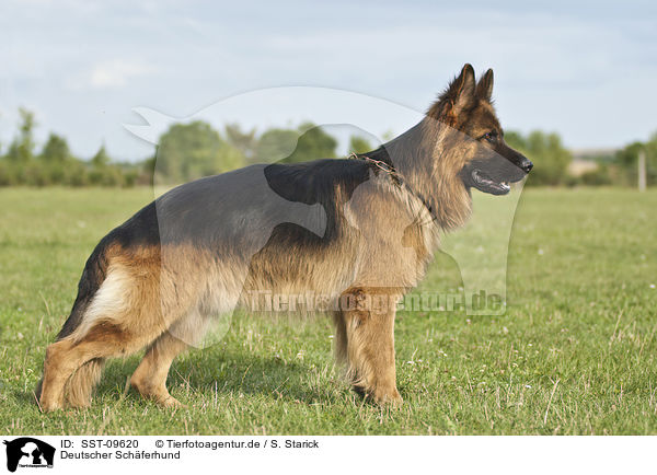 Deutscher Schferhund / German Shepherd / SST-09620