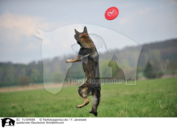 spielender Deutscher Schferhund / YJ-04698