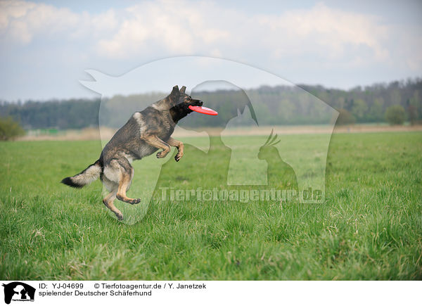 spielender Deutscher Schferhund / YJ-04699